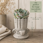 Vintage Column Pillar Succulent Planter | 2 Inch Small Pot