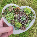 Concrete Heart-Shaped Succulent Planter | Shallow Planter