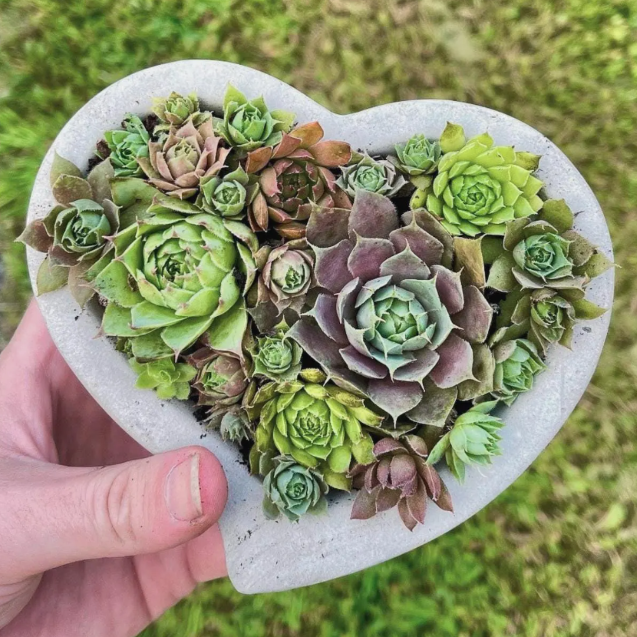 Concrete Heart-Shaped Succulent Planter | Shallow Planter