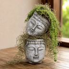 Buddha Head Planter | Succulent Planter 2.75 Inch Pot