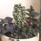 Grapevine Greenman Garden Plaque Hanging Decor