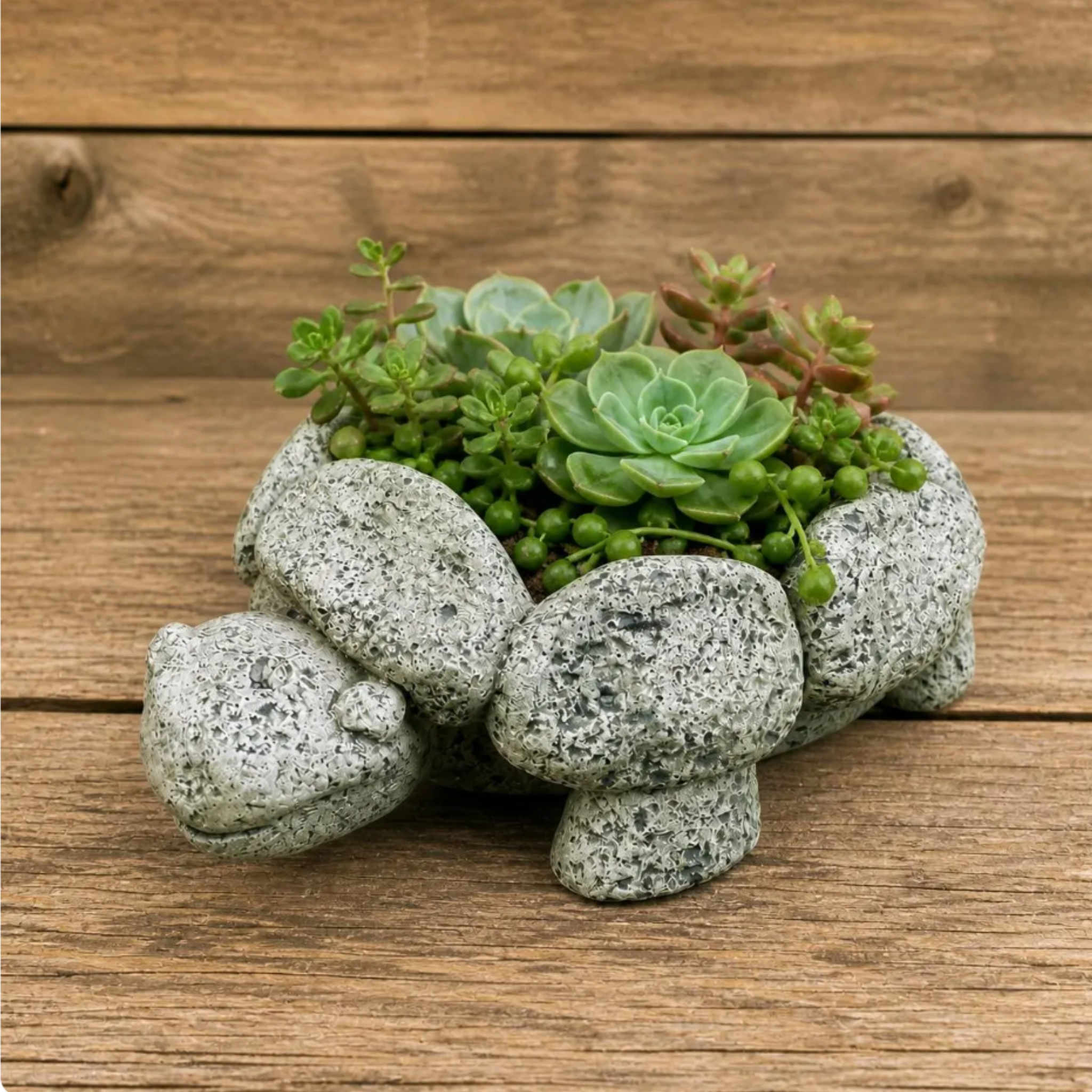Turtle Rock Succulent | Shallow Planter